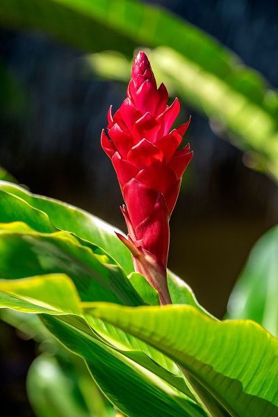 Red Ginger plant